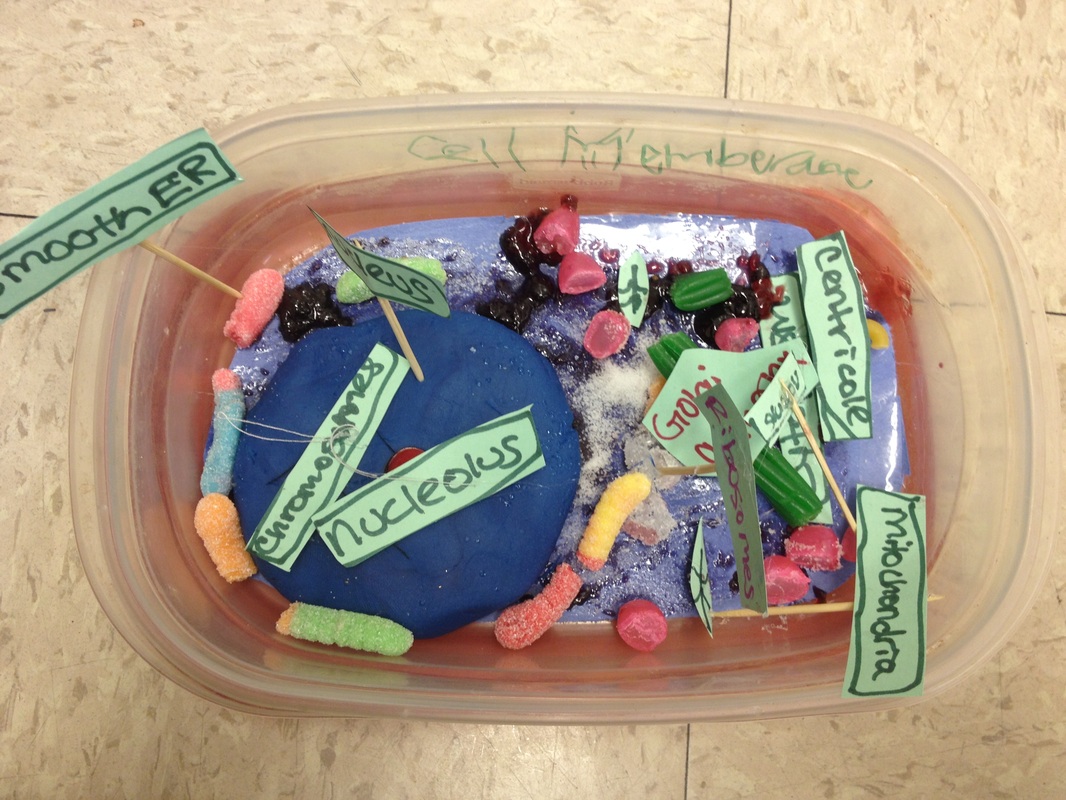 3D Animal Cells - Ms. Philip's 5th Grade Clasroom